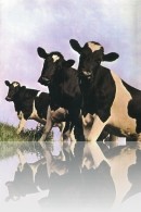 Pink Floyd - Atom Heart Mother